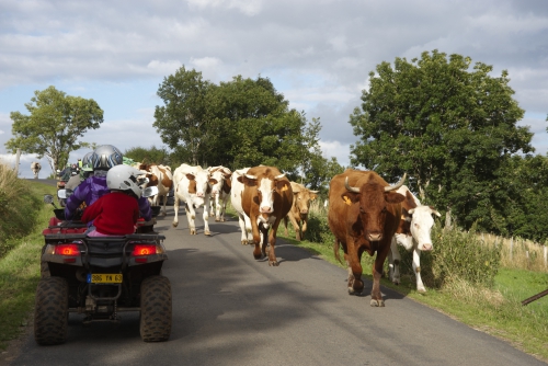 vache d'auvergne